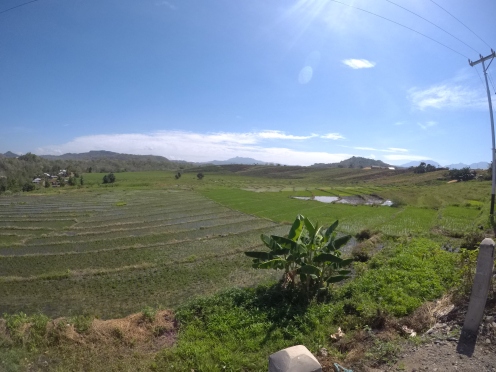 A paddy field along the Trans Flores Highway