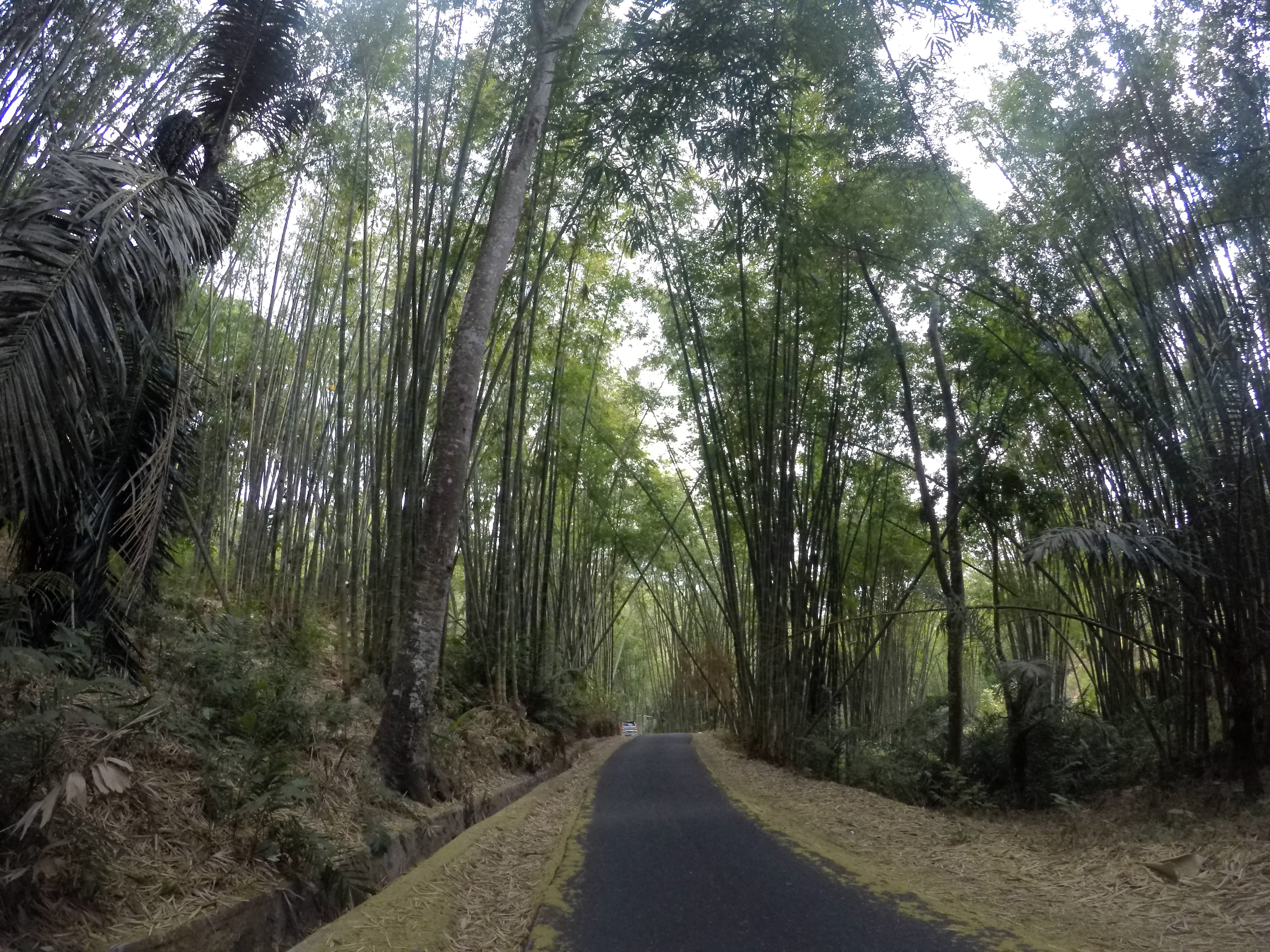 A road running through the middle of a forest of tall bamboo trees
