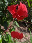 A red hibiscus flower