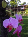 A purple orchid growing on the side of a tree with grass behind it.