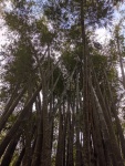 Looking up at bamboo trees within a bamboo forest