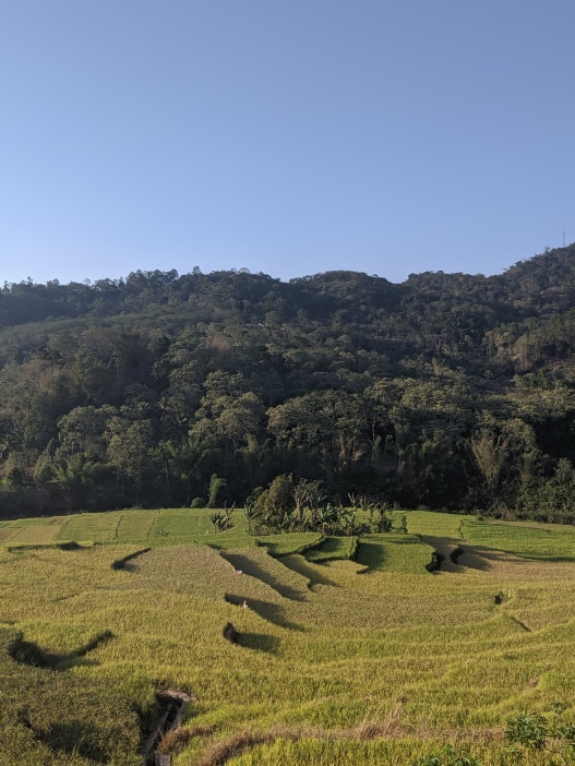 A rice paddy with trees surrounding and a blue sky above.