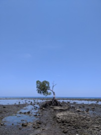 a single tree in the sand where the ocean was before it went out, its huge roots are visible