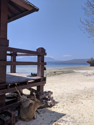 a deer sat in the shade next to a pier on Menjangan Island
