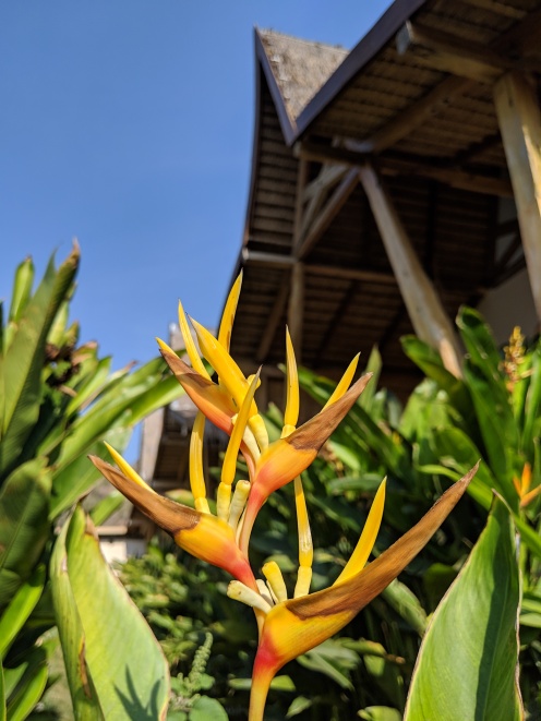 an orange tropical plant in front of a small wooden bungalow