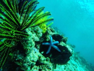 West Bali National Park - Scuba Diving with Blue Corner Dive